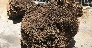 巣まで根こそぎ駆除するから再発しない