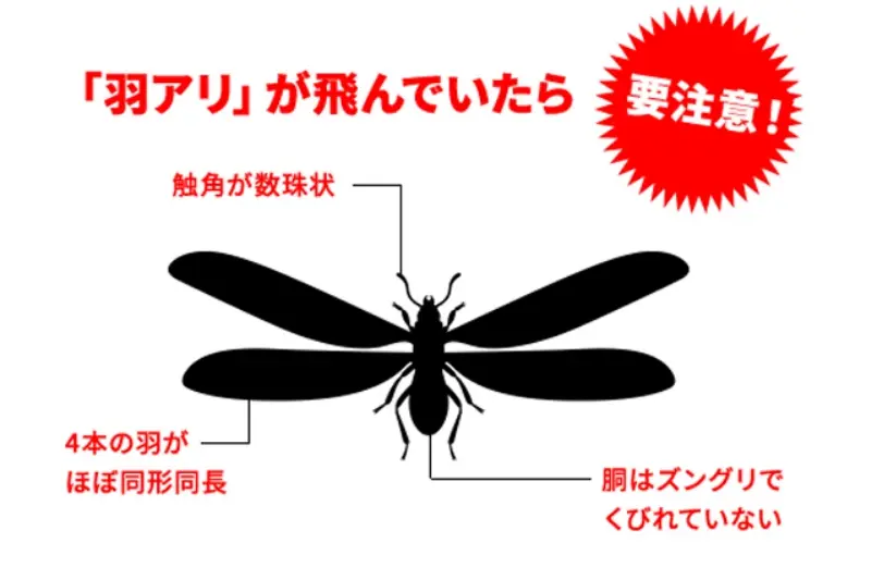 羽アリが飛んでいたら要注意！