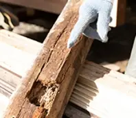 柱に食痕がある