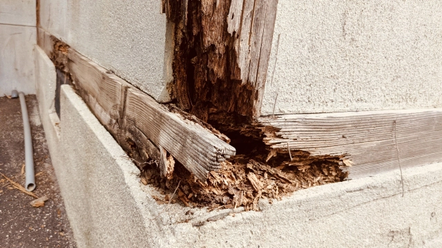 シロアリ駆除をしたのに再発した！？再発する原因とは